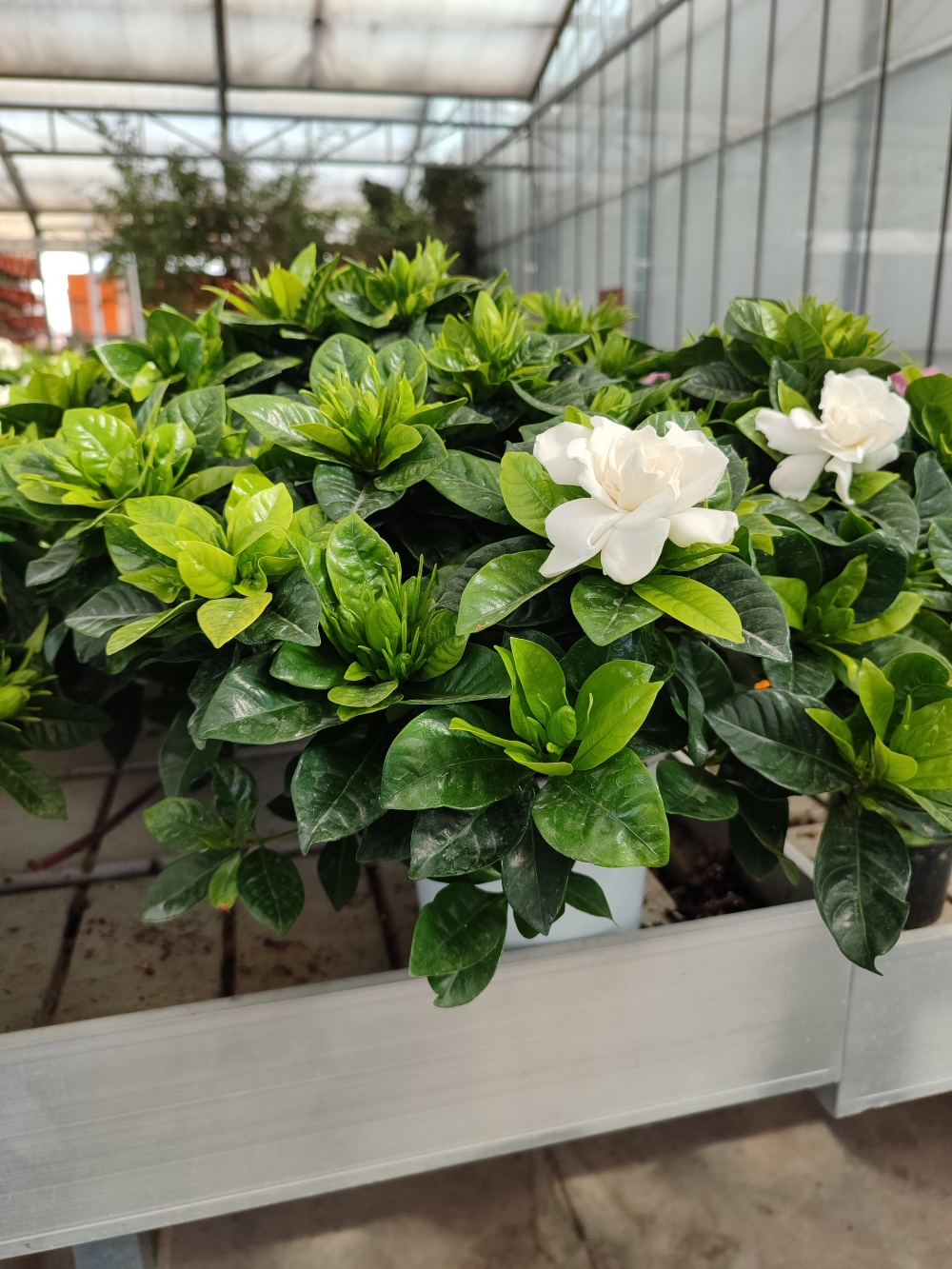 gardenia